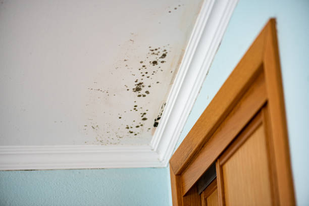 Best Certified Mold Removal  in Rogersville, AL