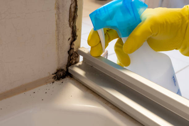 Best Mold Remediation  in Rogersville, AL