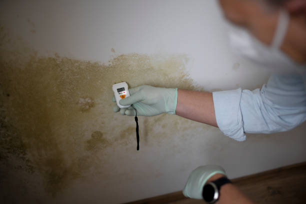 Best Toxic Mold Removal  in Rogersville, AL