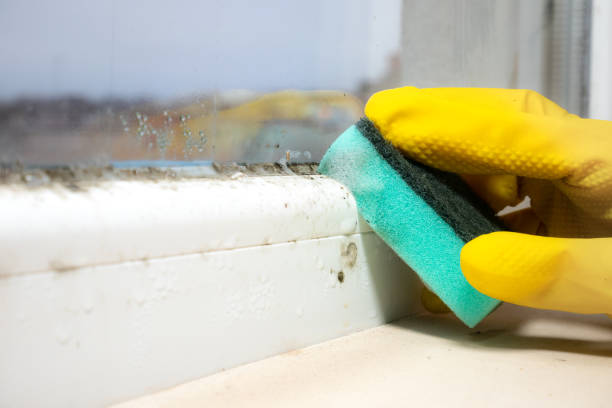 Best Mold Removal Company Near Me  in Rogersville, AL