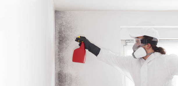 Mold Removal Process in Rogersville, AL