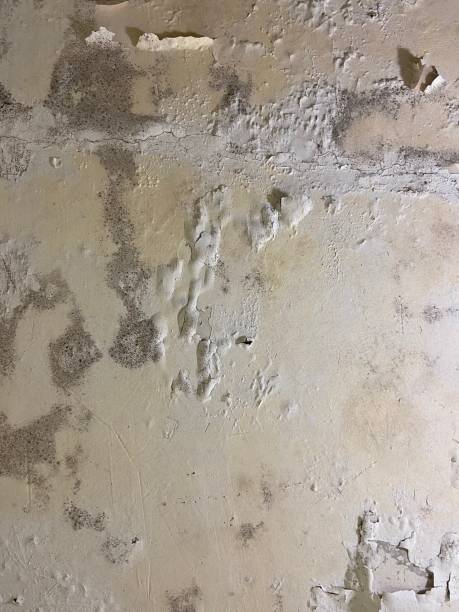 Best Black Mold Removal  in Rogersville, AL