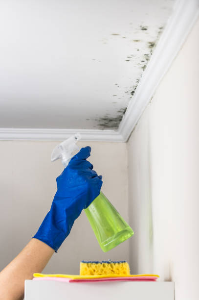 Best Mold Removal Process  in Rogersville, AL