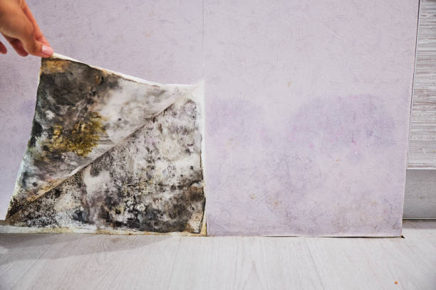 Best Mold Cleaning Services  in Rogersville, AL